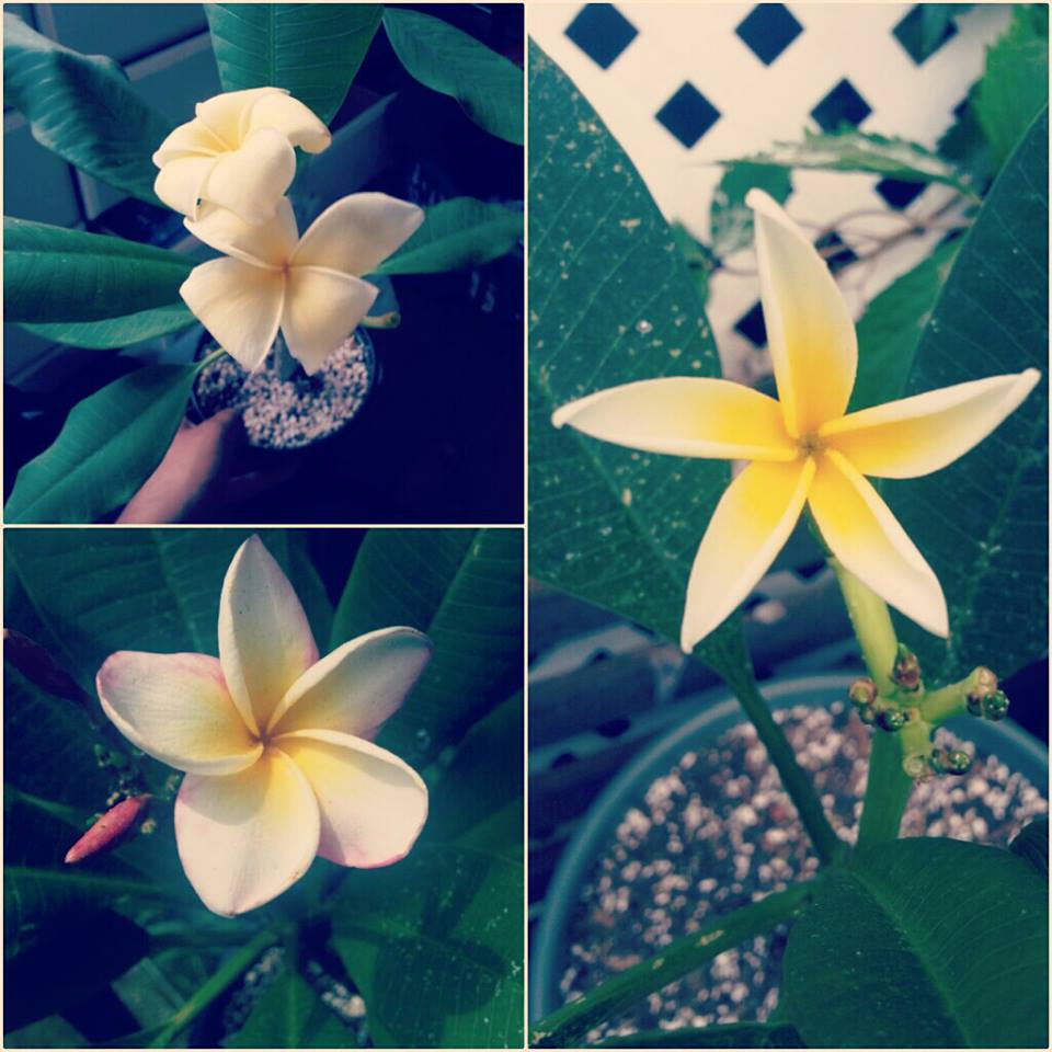 PlantzNThings Plumeria Seed Planting