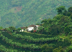 Paisaje Cultural Cafetero