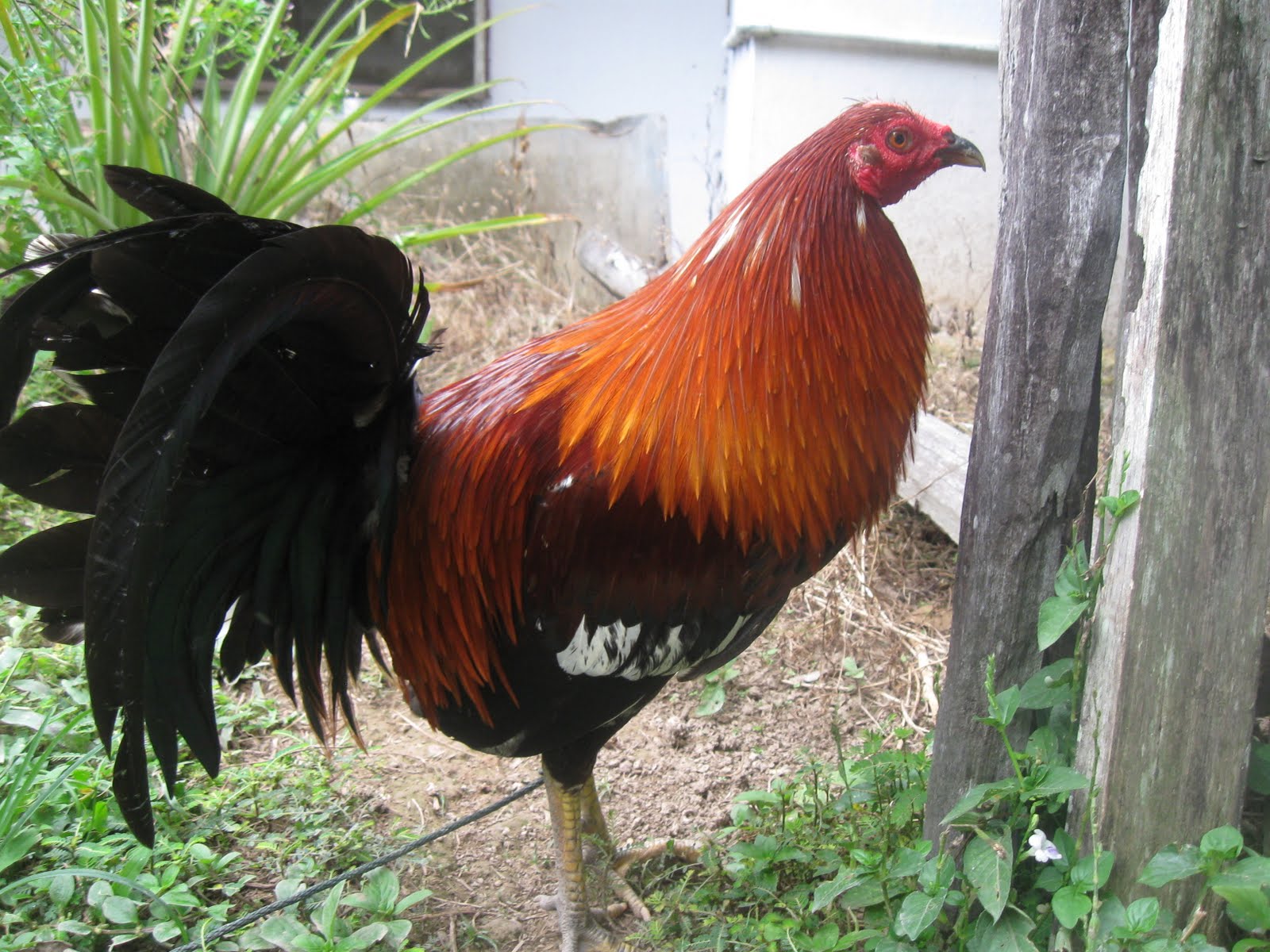 Sarawak Gamefowl Farm: Spangle Mark (x1 Winner)
