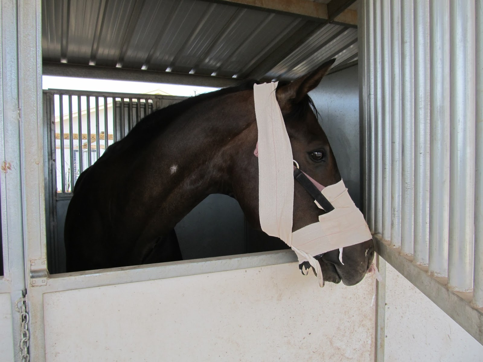 Cavalry Rider: Snake Bit Horse