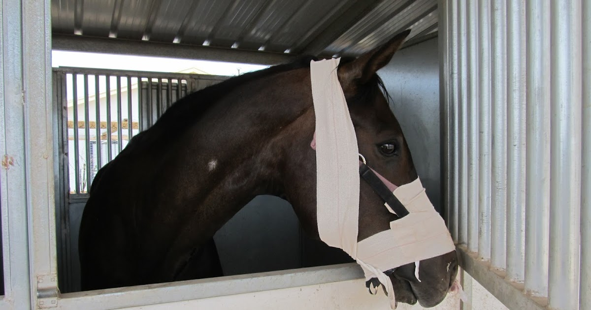 Cavalry Rider Snake Bit Horse