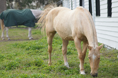 public domain picture of horses eating grass