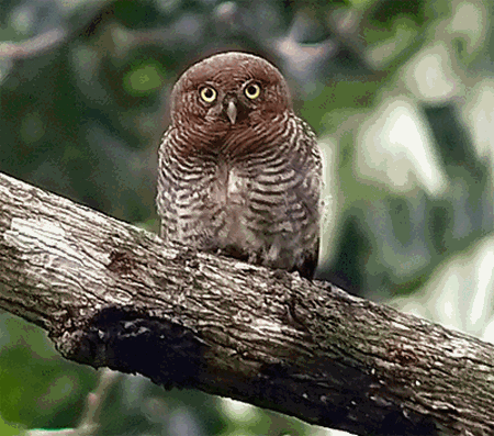 36+ Harga burung hantu javan owlet terbaru