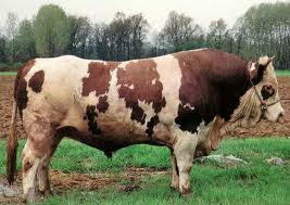 SIMMENTAL CARNICO