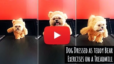 Watch a Shih Tzu breed dog named Munchkin dressed as teddy bear Ted's girlfriend exercise on a treadmill via geniushowto.blogspot.com adorable pet dog videos