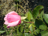 boboc trandafir roz
