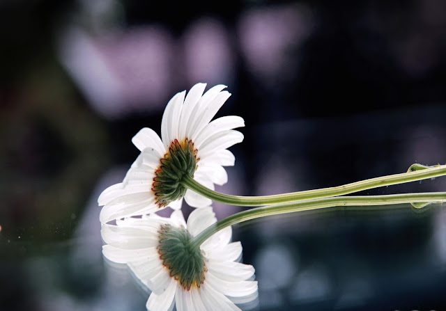 White Flowers