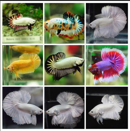 foto ikan laga - gambar hewan - foto ikan laga