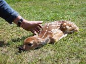 New Fawn in grassy field