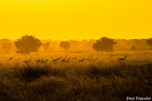 A herd of Black buck in sunset-Tal Chapar Rajasthan golden sunset in Tal Chappar Rajasthan
