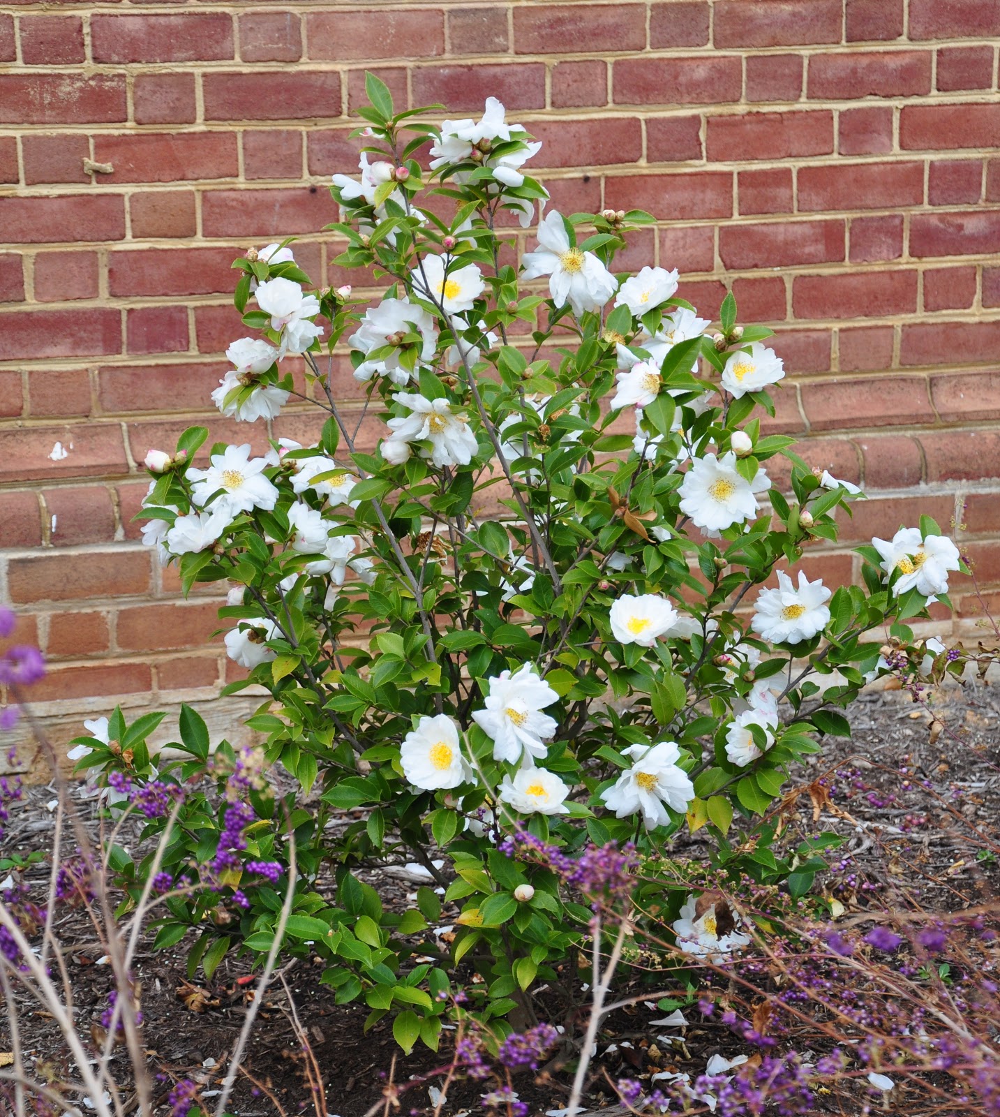 UMD Arboretum and Botanical Garden Maryland Blooms in December