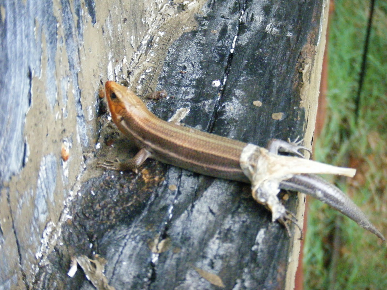 Red Dirt Memories Lizards Can't Swim