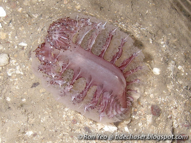 tHE tiDE cHAsER: Sea Pens (Phylum Cnidaria: Order Pennatulacea) of Singapore