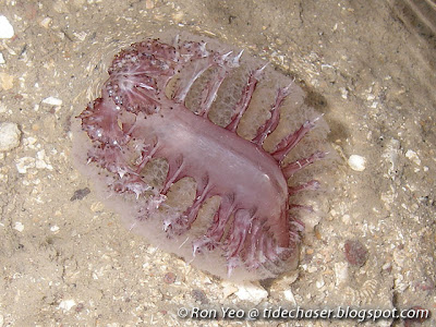 Sea Pen (Pteroeides sp.)