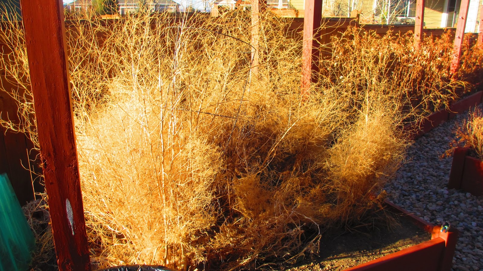 The OctoGarden Preparing the Asparagus Bed