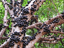 Flora Bacia Taquari-Antas - Fonte: Aepan-ONG