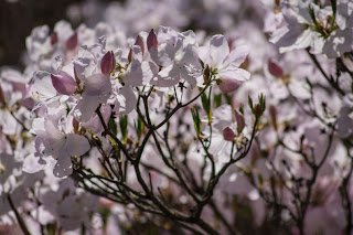 Rhododendron