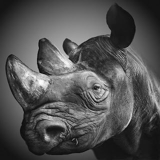 Rhino wild photography 