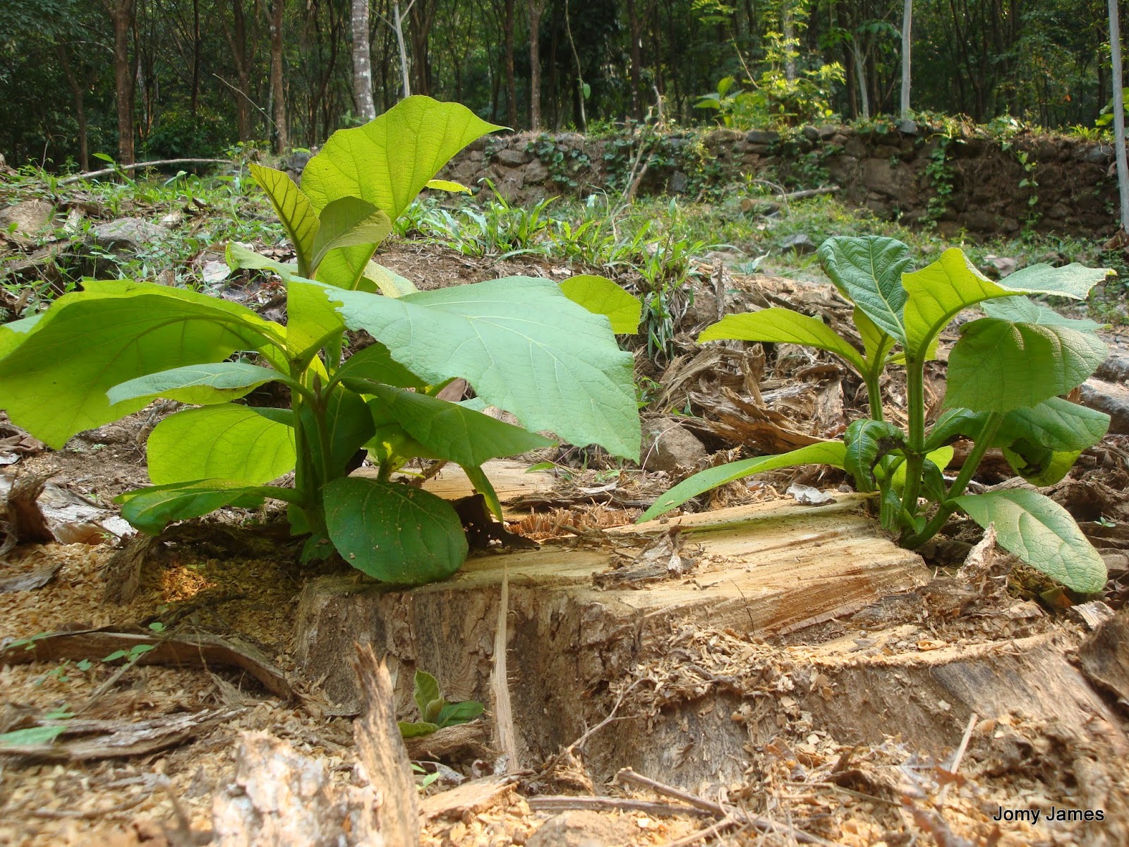 Jomy�s Snaps Teak Wood Plant