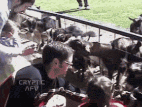 Animals vs kids (40 gifs), animals being jerks gif, goat jumps off kid