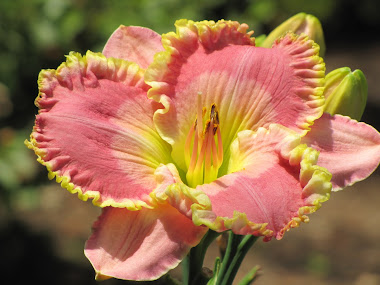 Peach and Yellow Ruffled Daylily