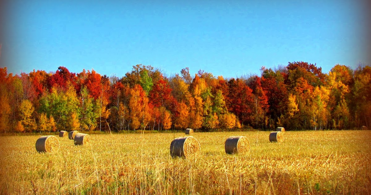 PL Fallin Photography The Fields of Fall in Withee Village