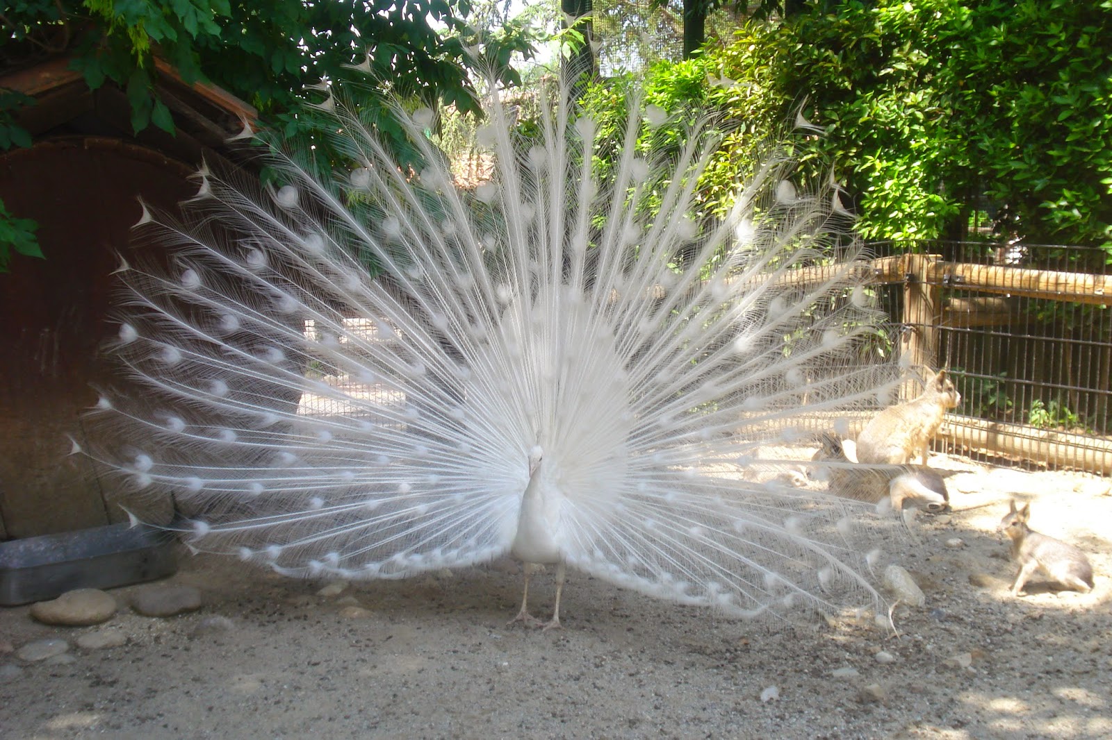 Piccoli Viaggi Musicali Il Flauto Magico 5 La Regina Animazione Polacca E Orientale