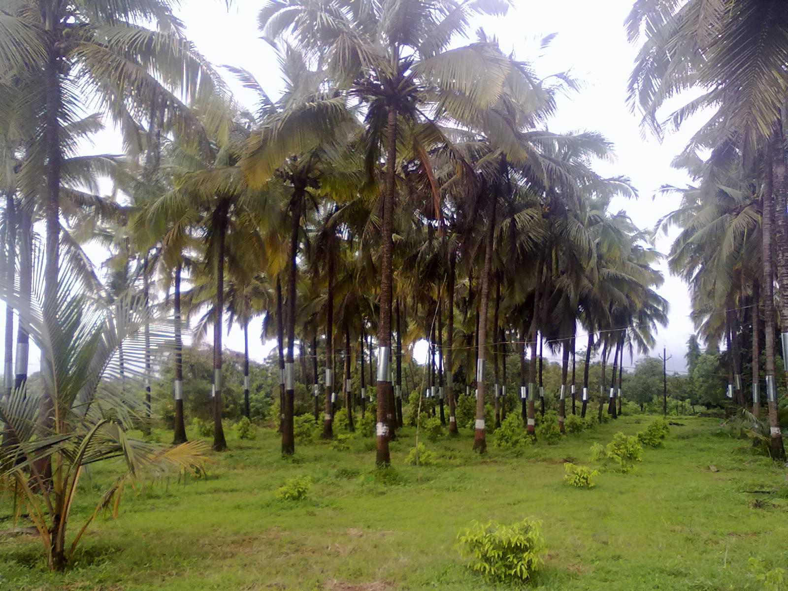 उत्तम फार्मचं माडांचं बन नि दालचिनी लागवड