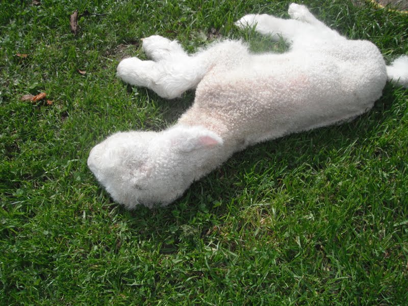 A Dead Lamb
