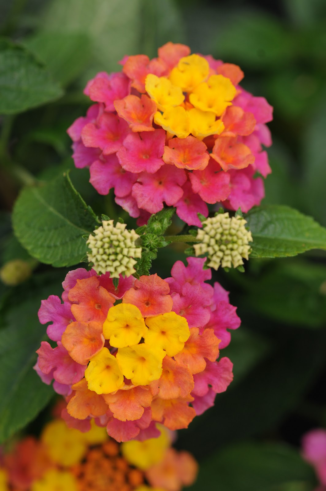 All the Dirt on Gardening: Lantana camara