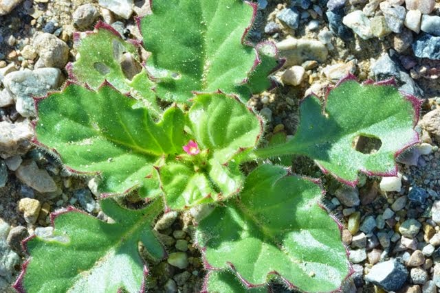 Broad-leaved Gilia, Gilia latifolia_1467