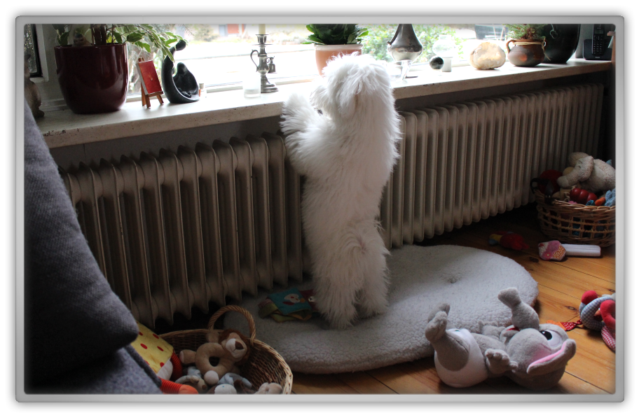 jofee saccone joly maltese dog puppy 23 weeks old 5 months cute adorable marjolein kucmer floof fluffy pet shower 1 jofee saccone joly maltese dog puppy 23 weeks old 5 months cute adorable marjolein kucmer floof fluffy pet shower 1