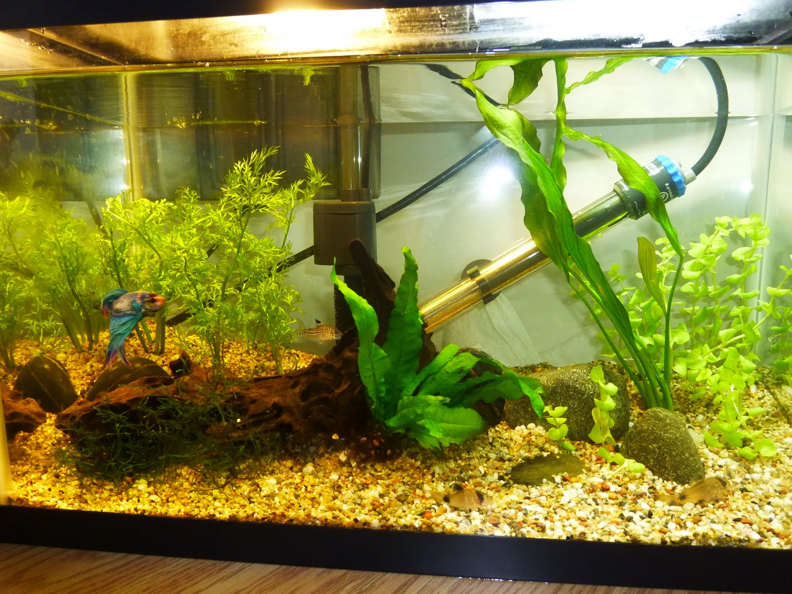 bearded-dragon-starter-kit-40-gallon-tank-tank.jpg
