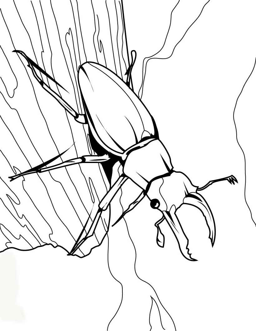 Beetle Insect Coloring Pages To Printable