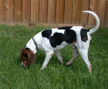 American Foxhound Dog