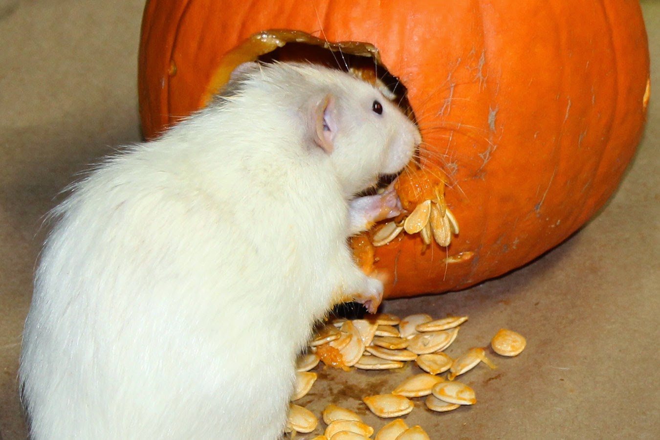 Ratropolis November 2014