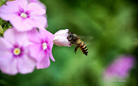 Bee and Flower Wallpaper 3