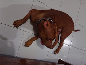 Dijual Anjing Pitbull Dijual Anjing Pitbull Coklat Super Lokasi