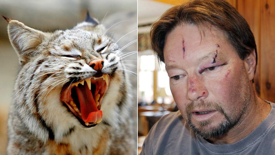 bobcat attacks phantoms and monsters pulse of the paranormal bobcat attacks phantoms and monsters pulse of the paranormal
