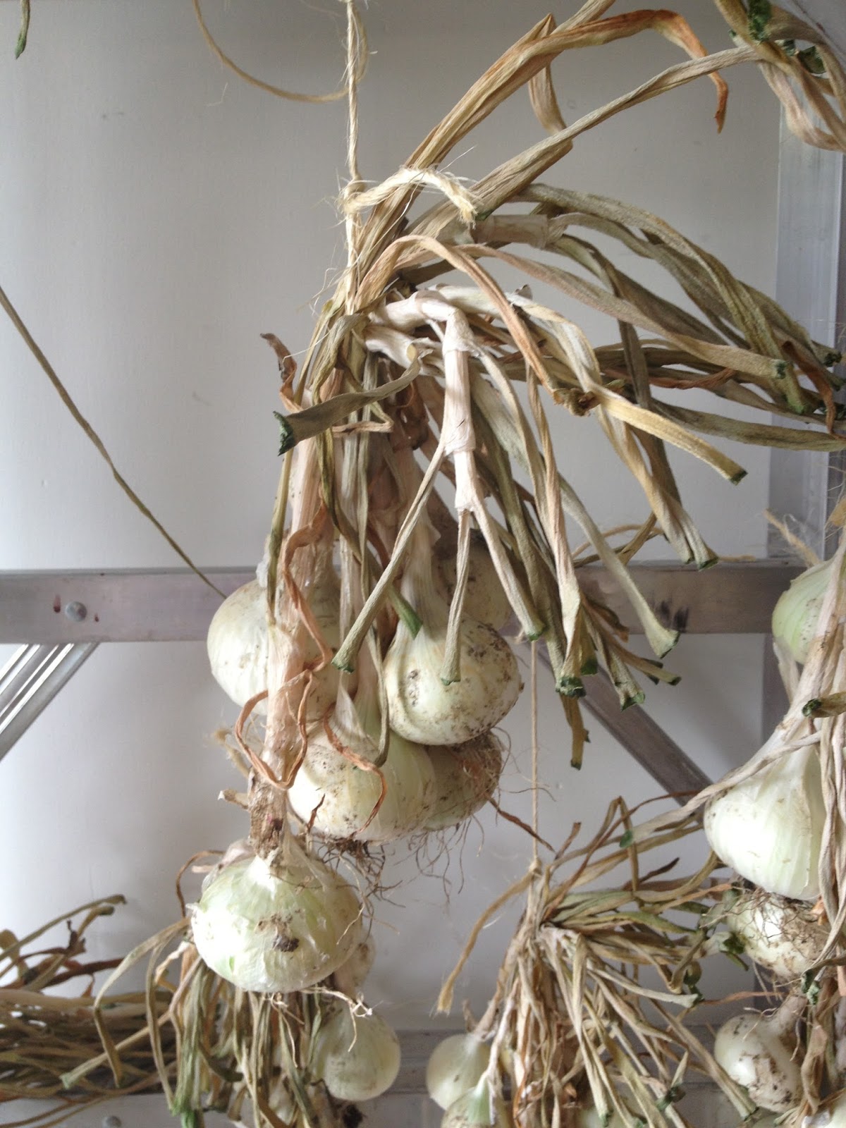 Cats On The Homestead Storing Onions
