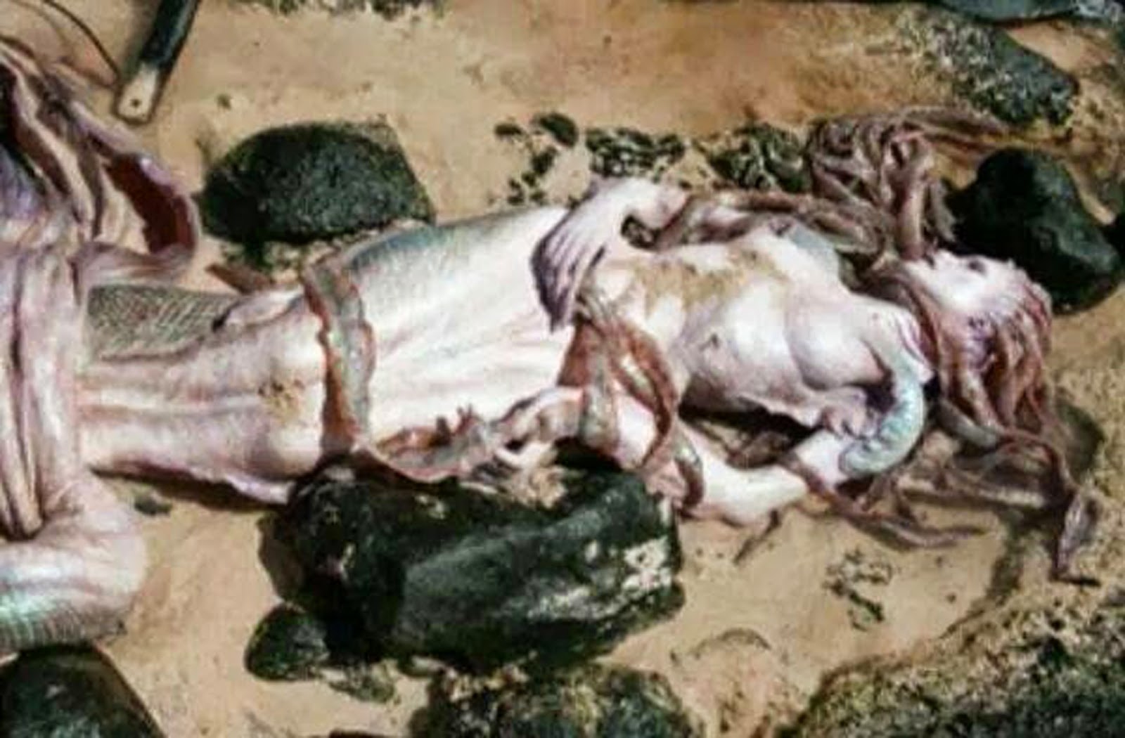 Mermaid was allegedly caught, fake or real?  XOLXOL