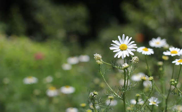 Mayweed Flowers Pictures