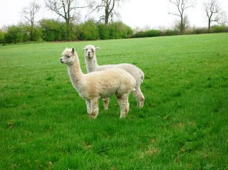 Llamas at Ashby Parva