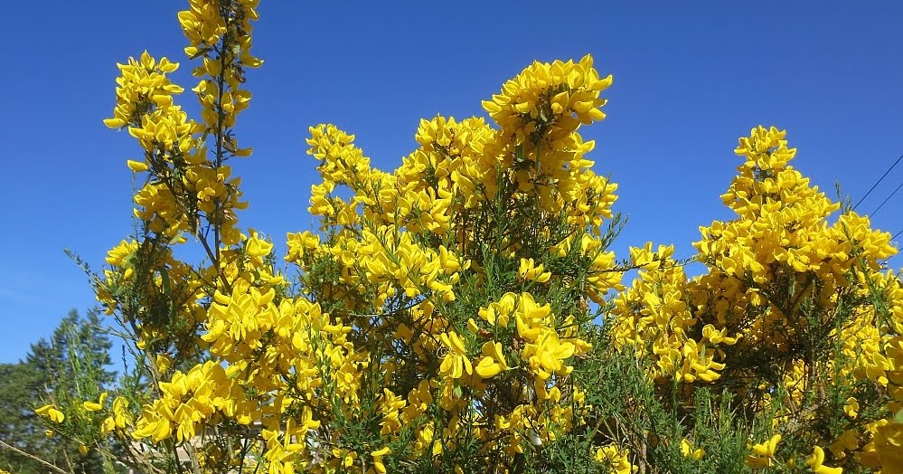 Ocean In View It's a Pity About the Scotch Broom