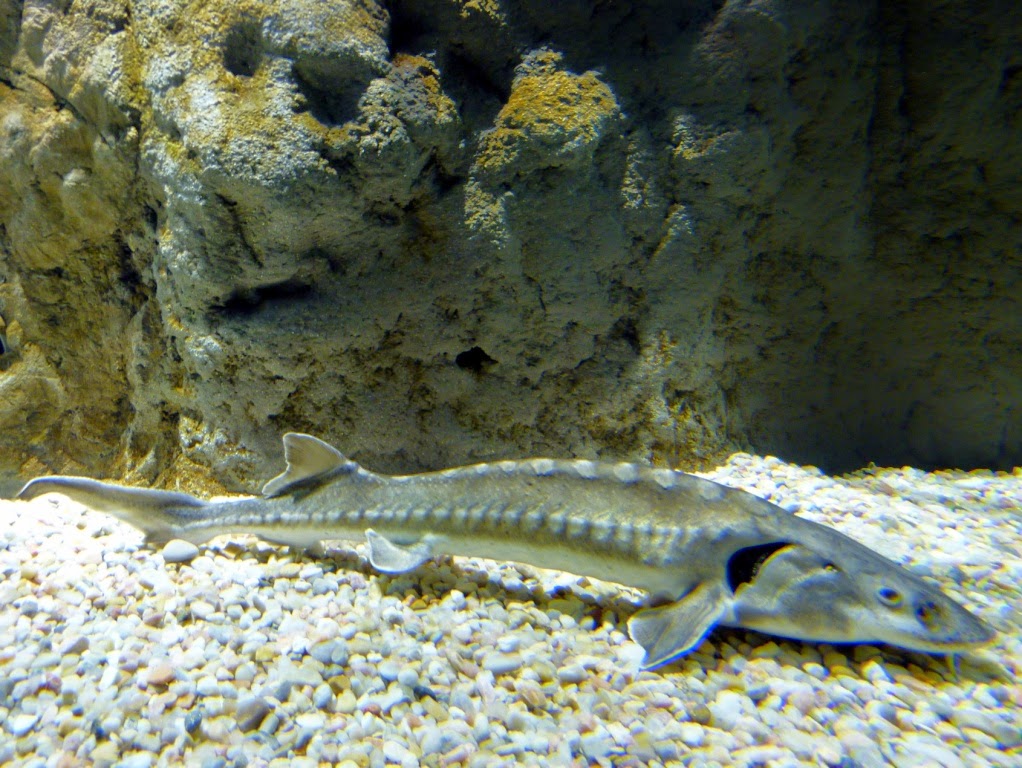 Taxonomía Chordata Clase Actinopterygii Orden Acipenseriformes