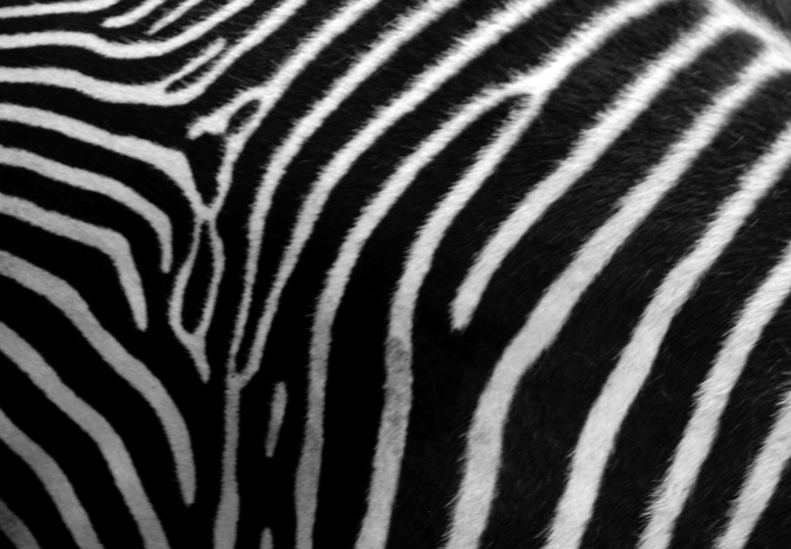 Zebra Print - Animals Photos