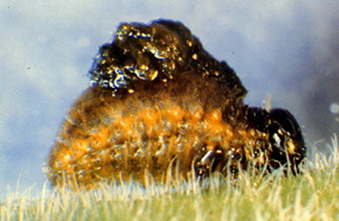 Lema trilinea fecal shield
