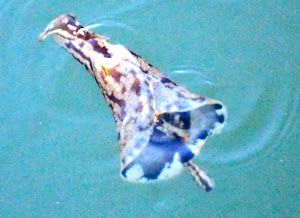 The first sea slug we've encountered up close and personal-like.