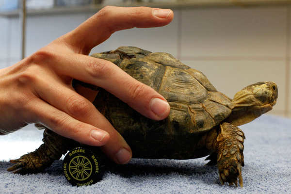 wheel chair turtle