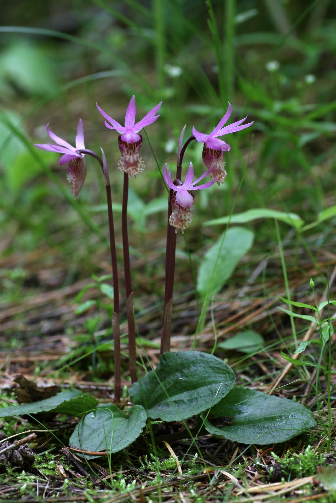Native Orchids of the Pacific Northwest and the Canadian Rockies